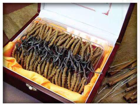 天祝冬虫夏草回收